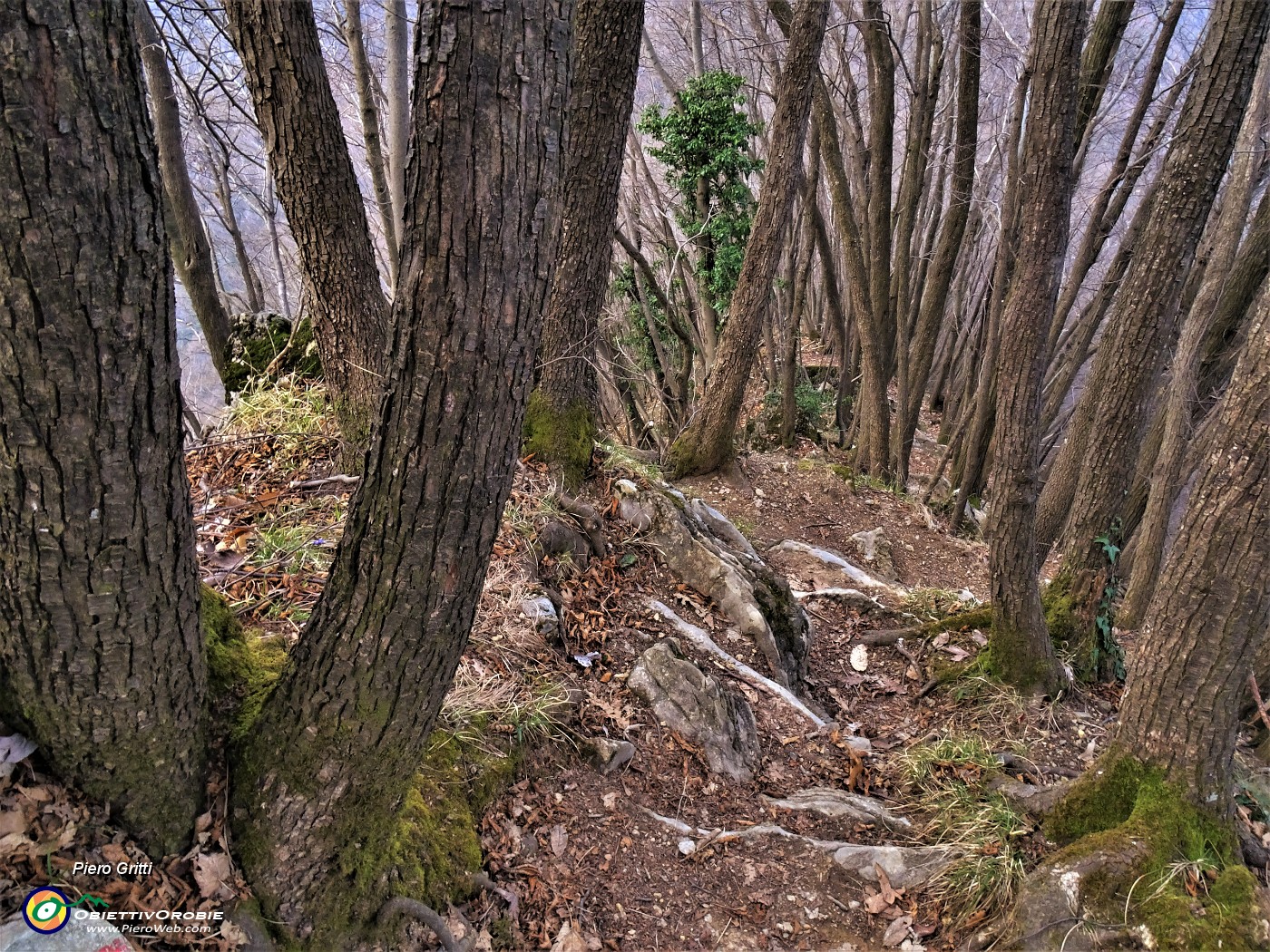 67 Scendo, per la prima volta, ai Roccoli della Passata, dal ripido sentiero 571, camminando con attenzione tra carpini neri ben sviluppati.JPG